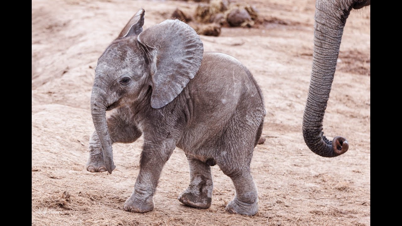 Elephant Family's Joyful Playtime at the Watering Hole in Addo Elephant Park, South Africa